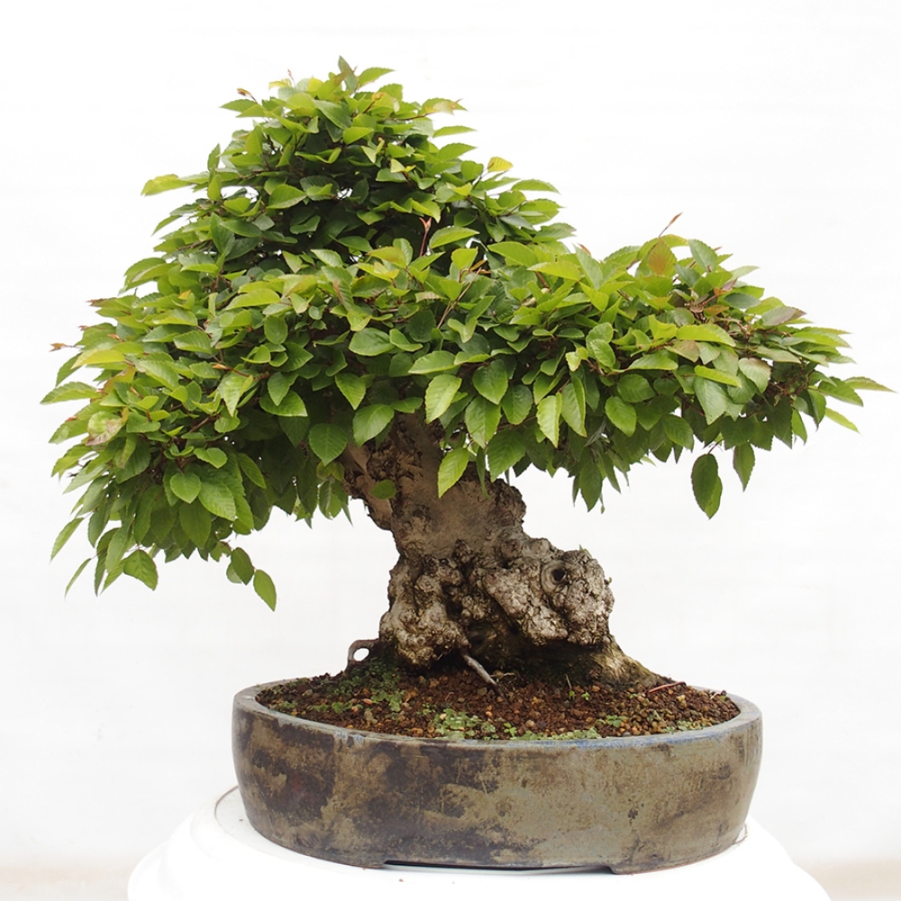 Bonsai zewnętrzne -Carpinus CARPINOIDES - grab koreański