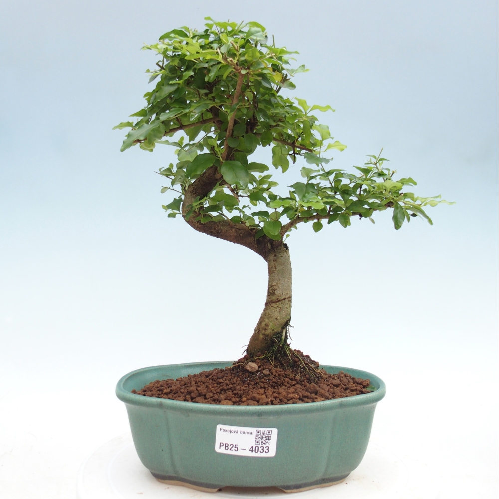 Pokój bonsai - Ligustrum chinensis - Dziób ptaka