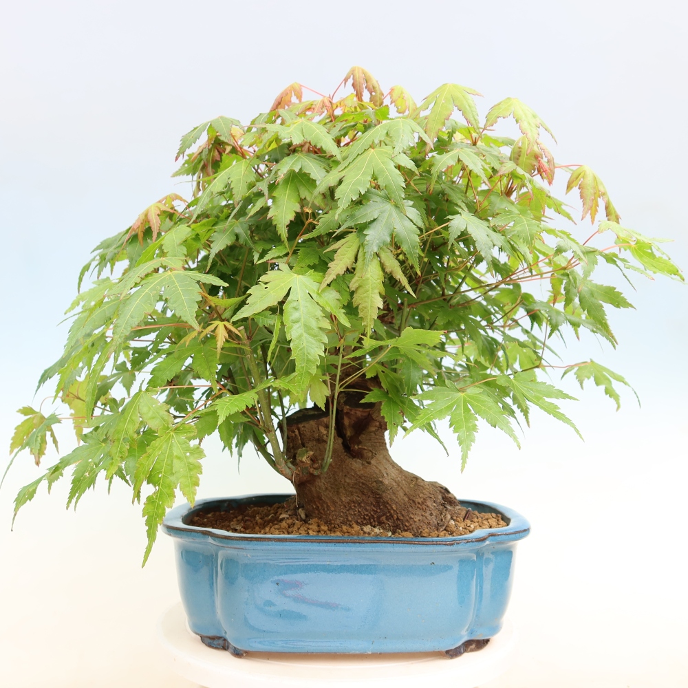 Outdoor bonsai - Klon burgeryjski - Acer burgerianum