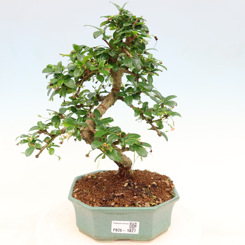 Bonsai pokojowe - Carmona macrophylla - Tea fuki