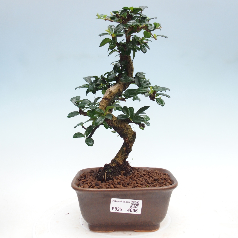 Bonsai pokojowe - Carmona macrophylla - Tea fuki