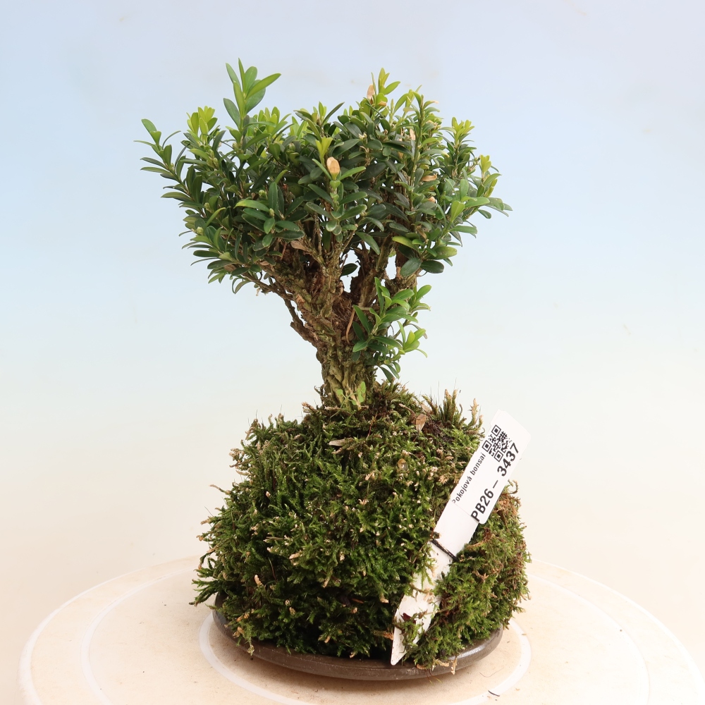 Kokedama z podstawką – Buxus harlandii – bukszpan korkowy  