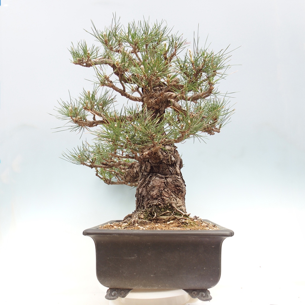 Outdoor bonsai - Pinus thunbergii - sosna Thunberga