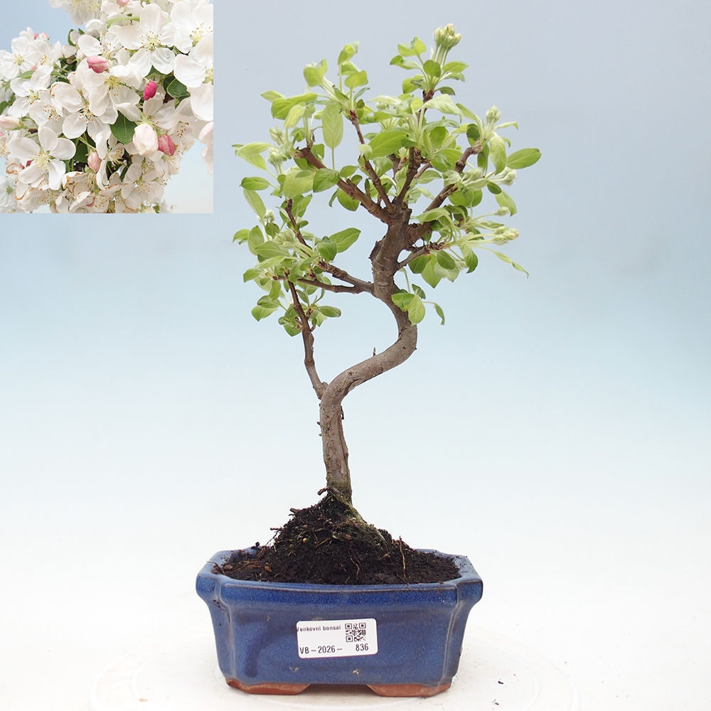 Outdoor bonsai - Malus halliana - Jabłoń drobnoowocowa