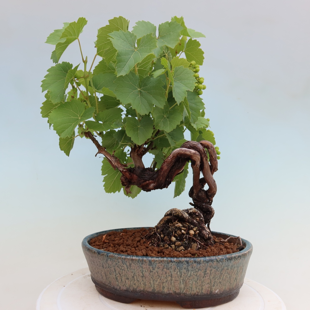 Bonsai ogrodowe – Winorośl – Vitis vinifera 