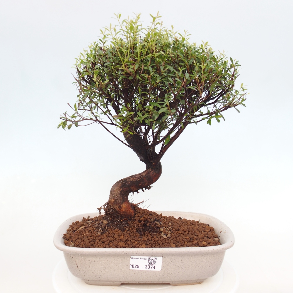 Pokój bonsai - Syzygium - Pimento