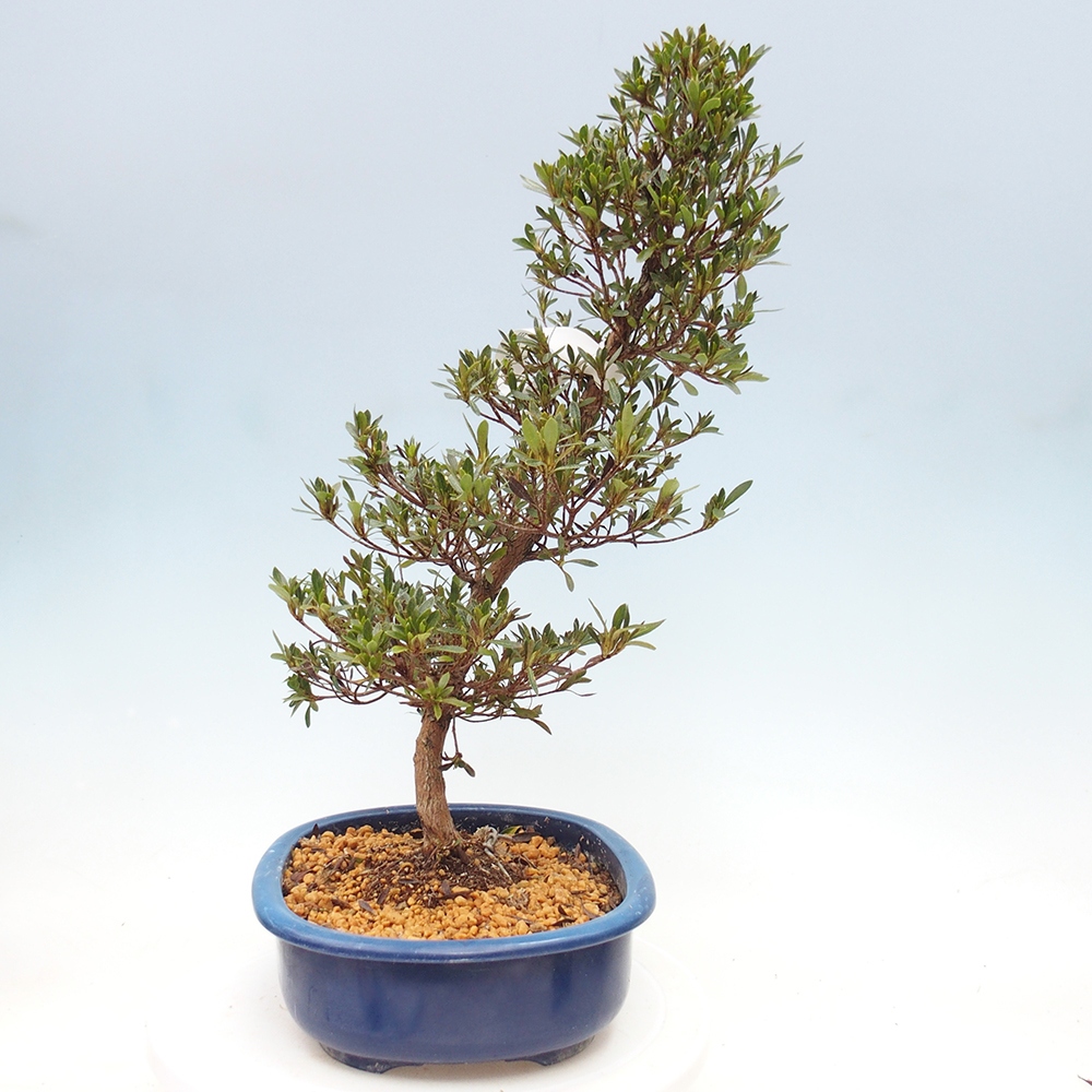 Bonsai zewnętrzne - Azalia japońska - Azalia Hakurin