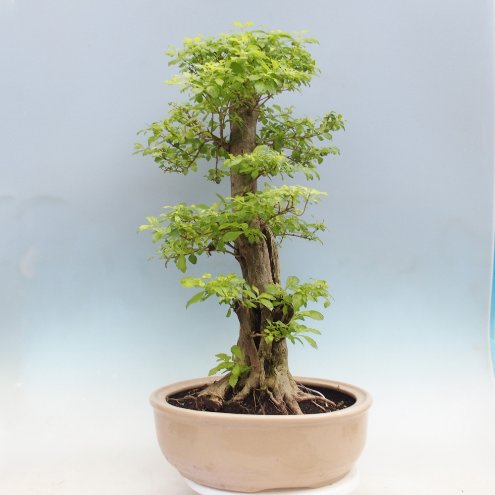 Bonsai pokojowe - Duranta erecta Aurea - WYŁĄCZNIE ODBIÓR OSOBISTY lub transport paletowy