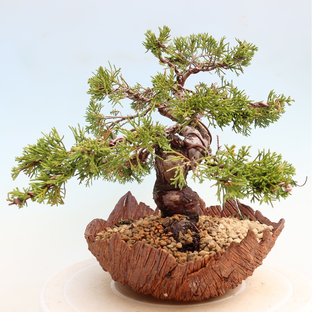 Bonsai ogrodowe – Juniperus chinensis Itoigawa – jałowiec chiński