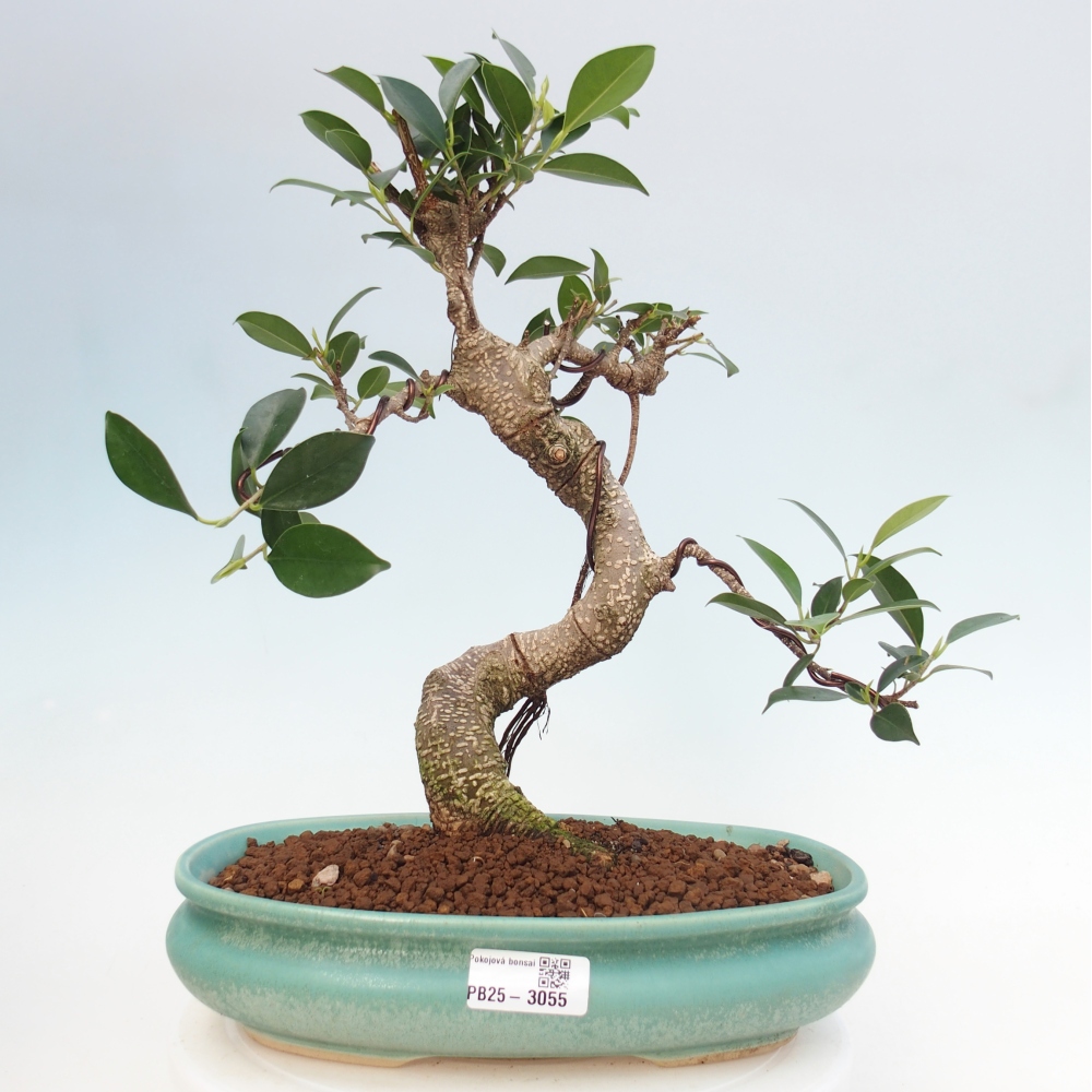Kryty bonsai - kimono Ficus - figowiec drobnolistny