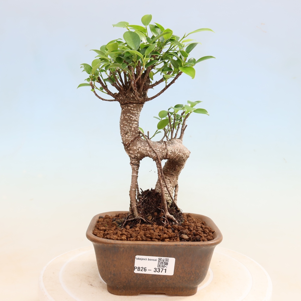 Pokój bonsai - Ficus kimmen - figowiec drobnolistny