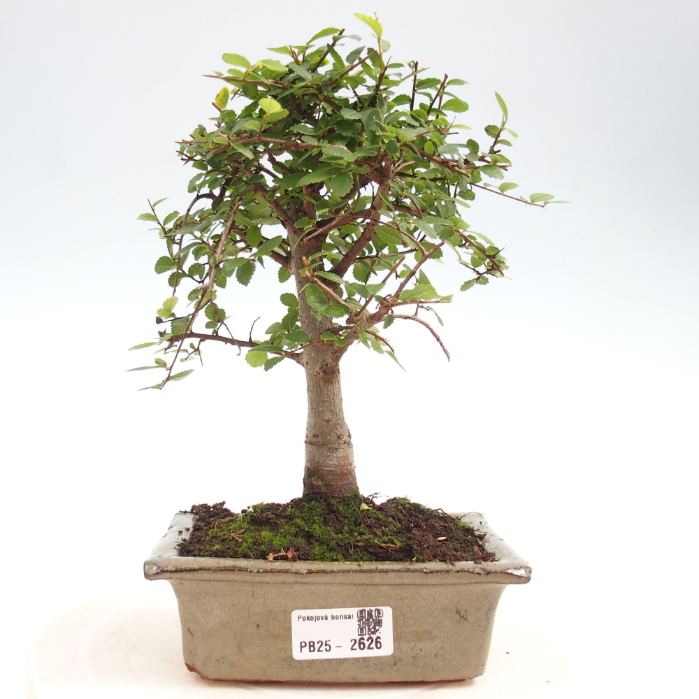 Kryty bonsai - Ulmus parvifolia - Wiąz drobnolistny