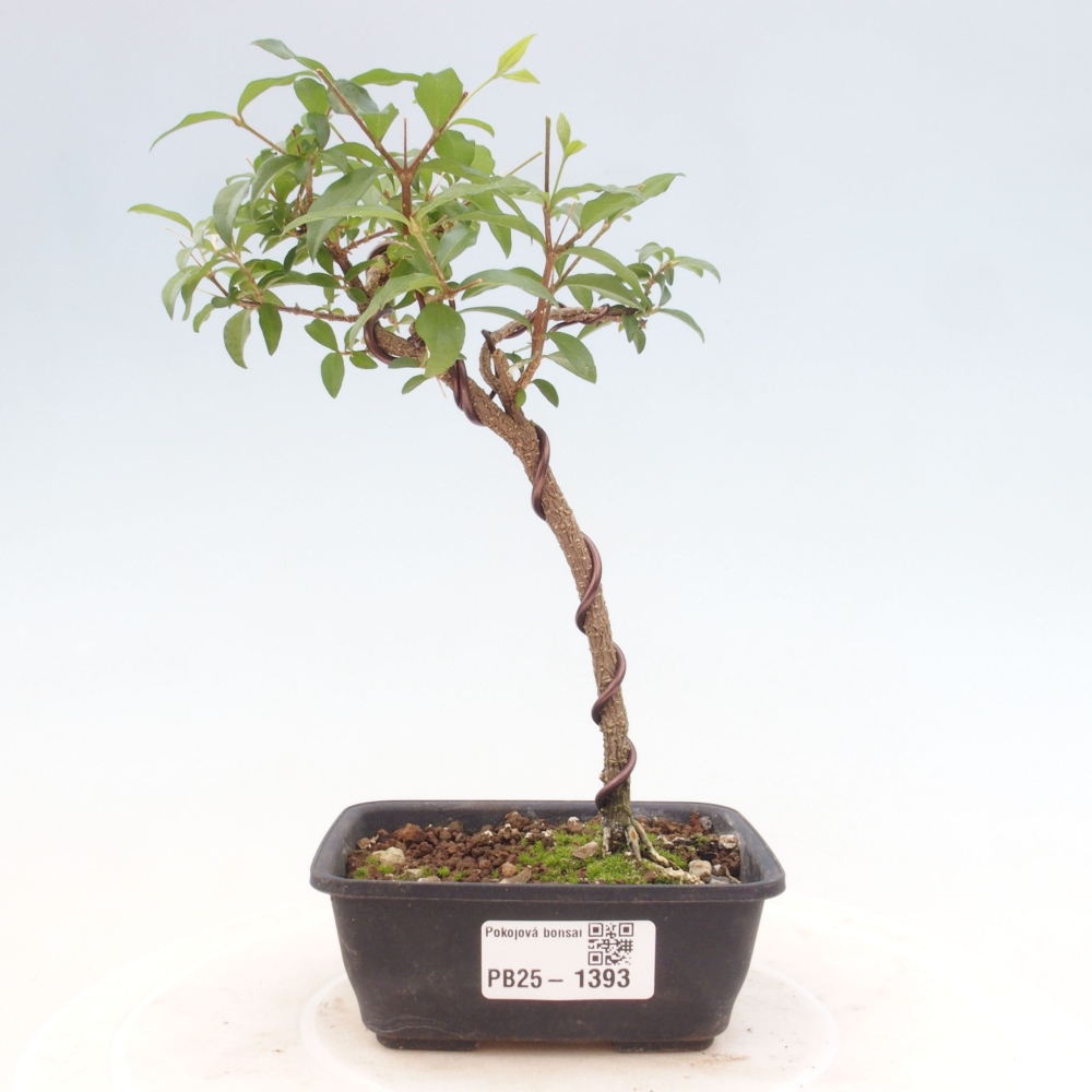 Bonsai pokojowe - Malpighia coccigera - Wiśnia Barbdorska