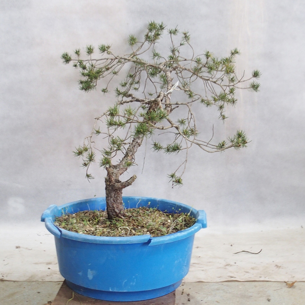 Yamadori - Pinus sylvestris 