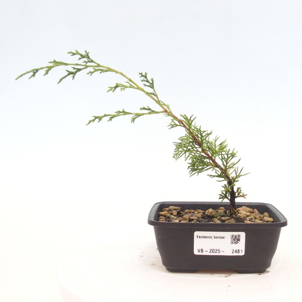 Outdoor bonsai - Juniperus chinensis Itoigawa - Jałowiec chiński