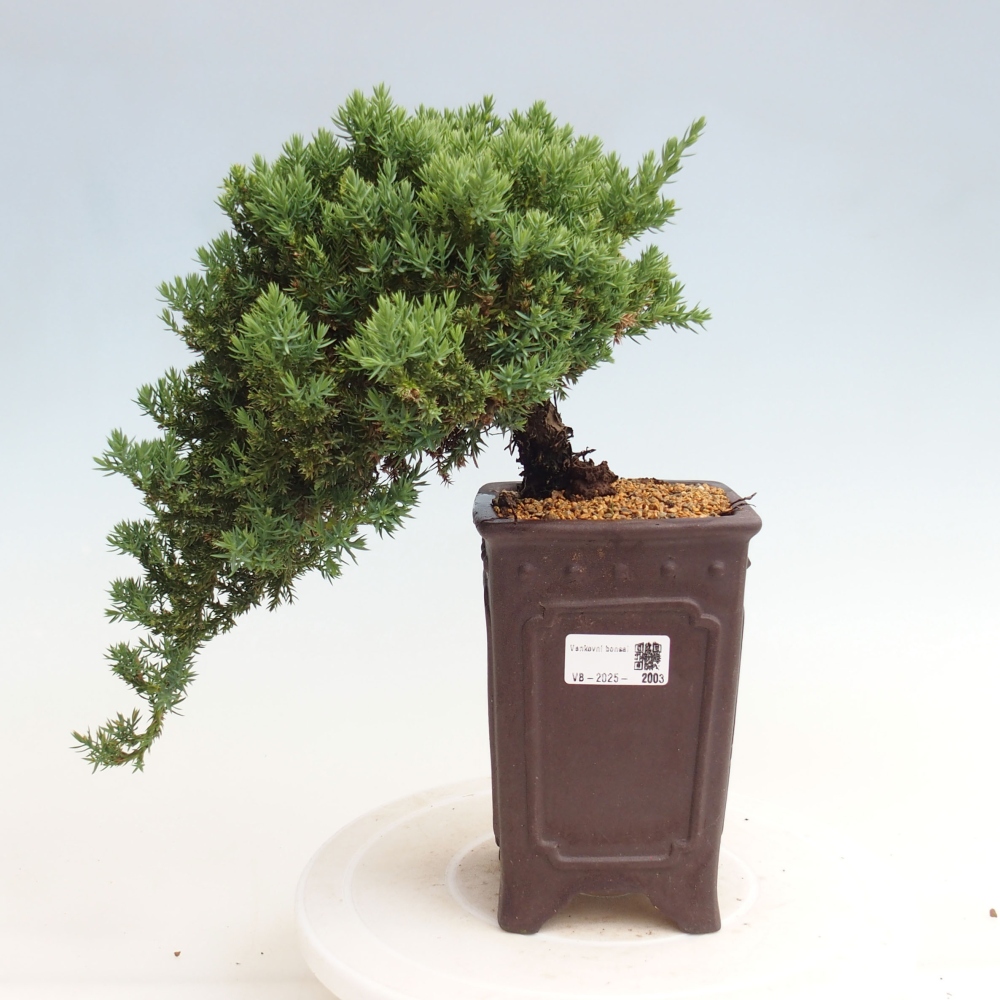 Plenerowe bonsai - Juniperus procumbens - Prostrate Juniper
