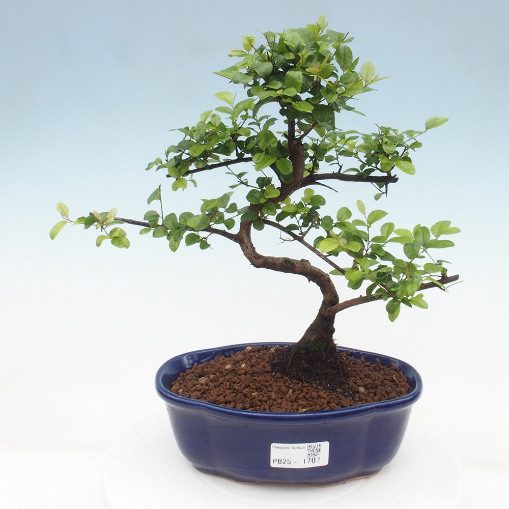 Bonsai wewnętrzne - Sagerécie thea - Sagerécie thea