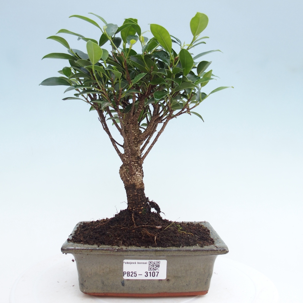 Bonsai wewnętrzne - Ficus retusa - figowiec drobnolistny
