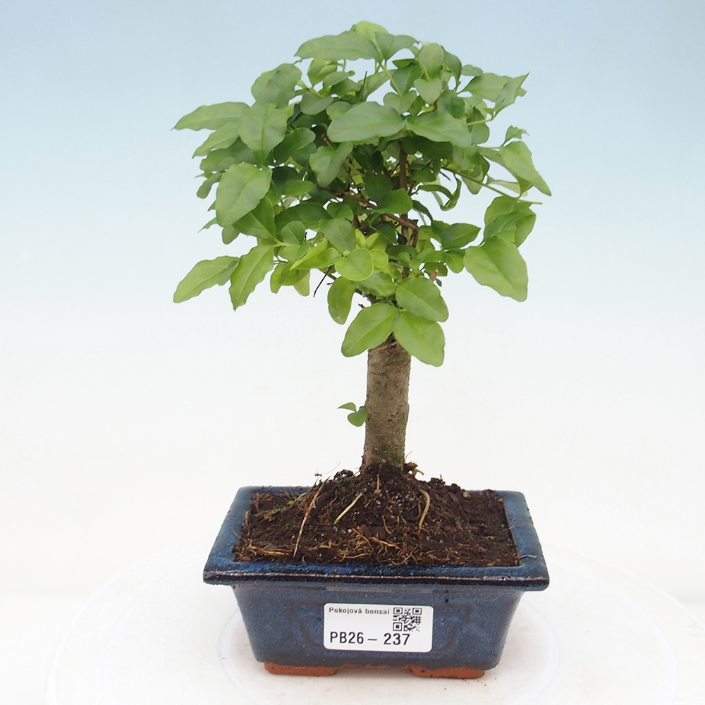 Pokój bonsai - Ligustrum chinensis - Dziób ptaka