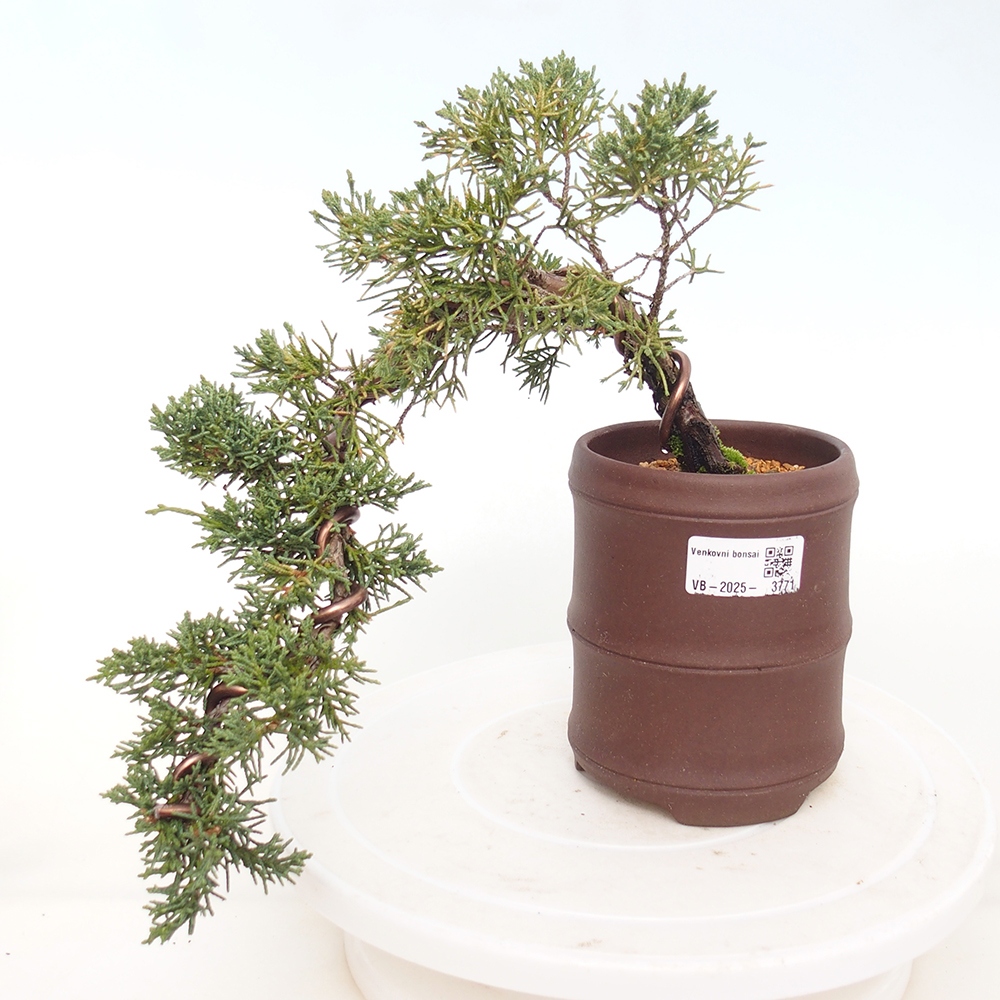 Outdoor bonsai - Juniperus chinensis Kishu