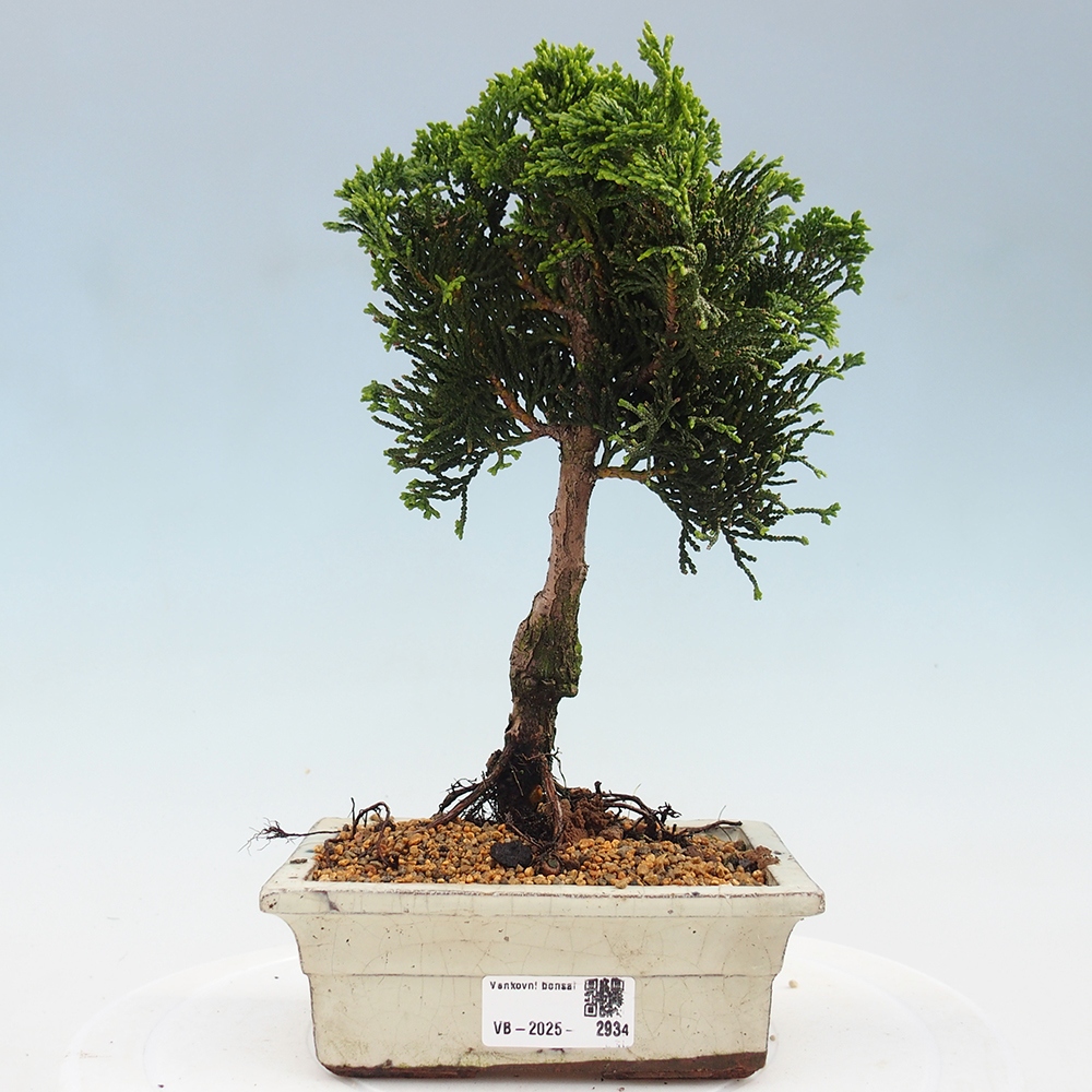 Bonsai na zewnątrz - Cham.pis obtusa Nana Gracilis - Cyprys