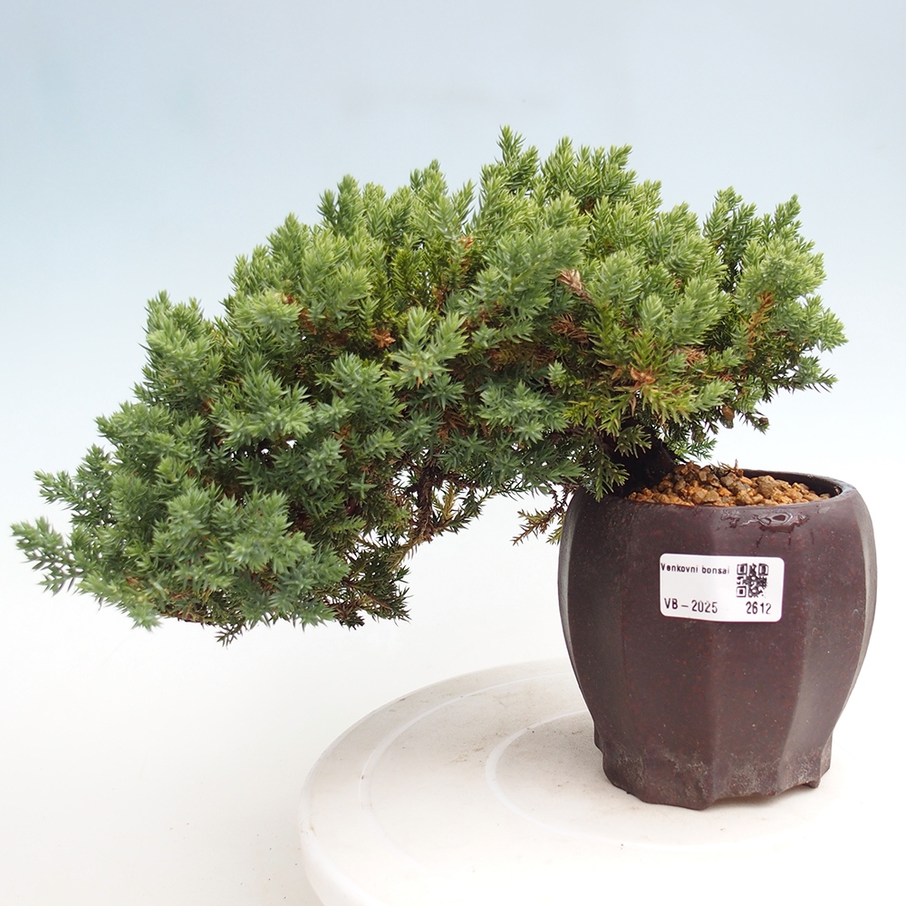 Bonsai na świeżym powietrzu - Juniperus procumbens - Jałowiec prostaty
