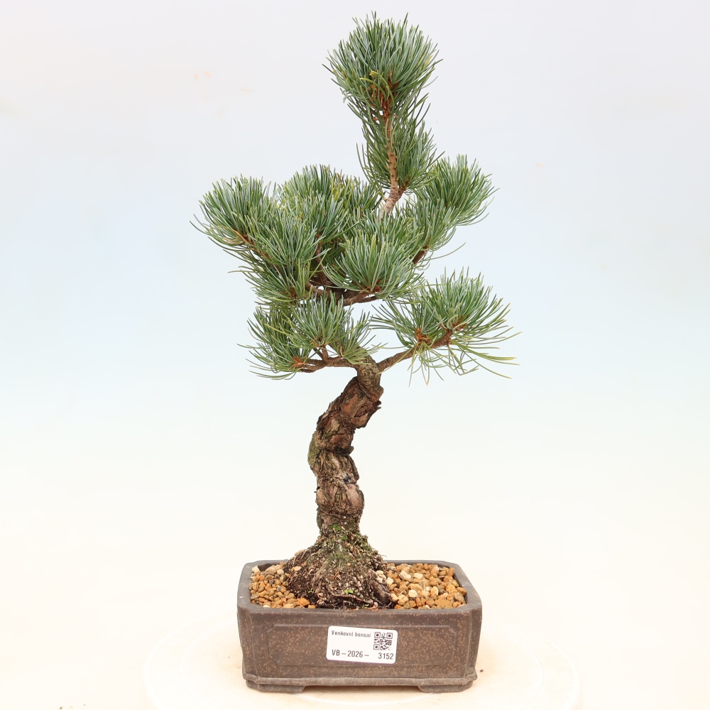 Outdoor bonsai - Pinus parviflora - Pinus parviflora