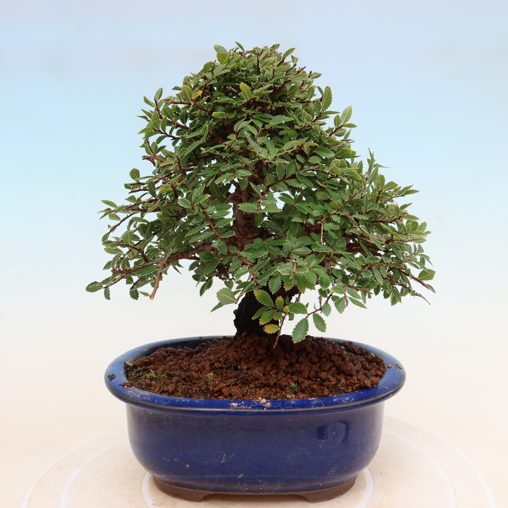 Bonsai zewnętrzne - Zelkova - Zelkova NIRE