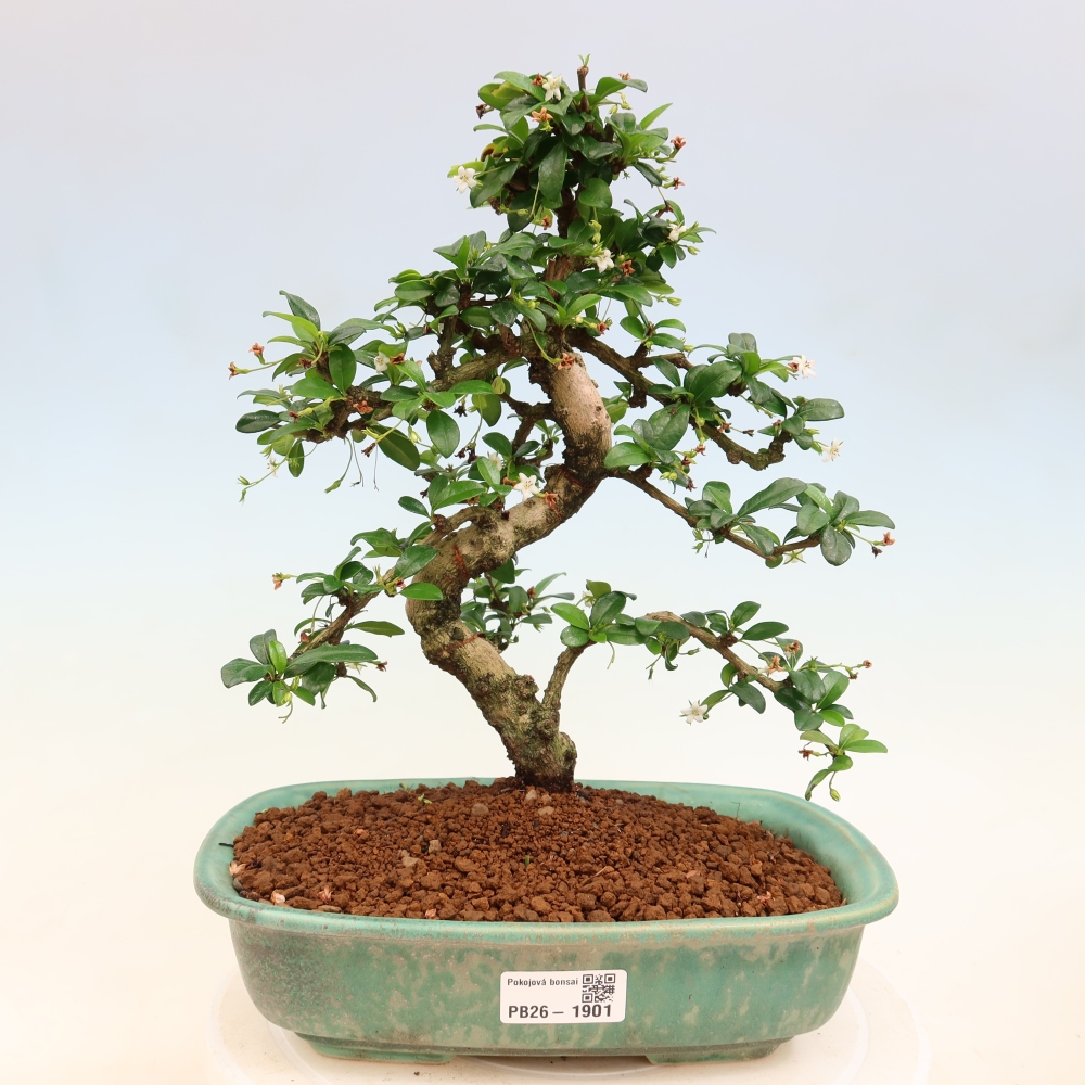Bonsai pokojowe - Carmona macrophylla - Tea fuki