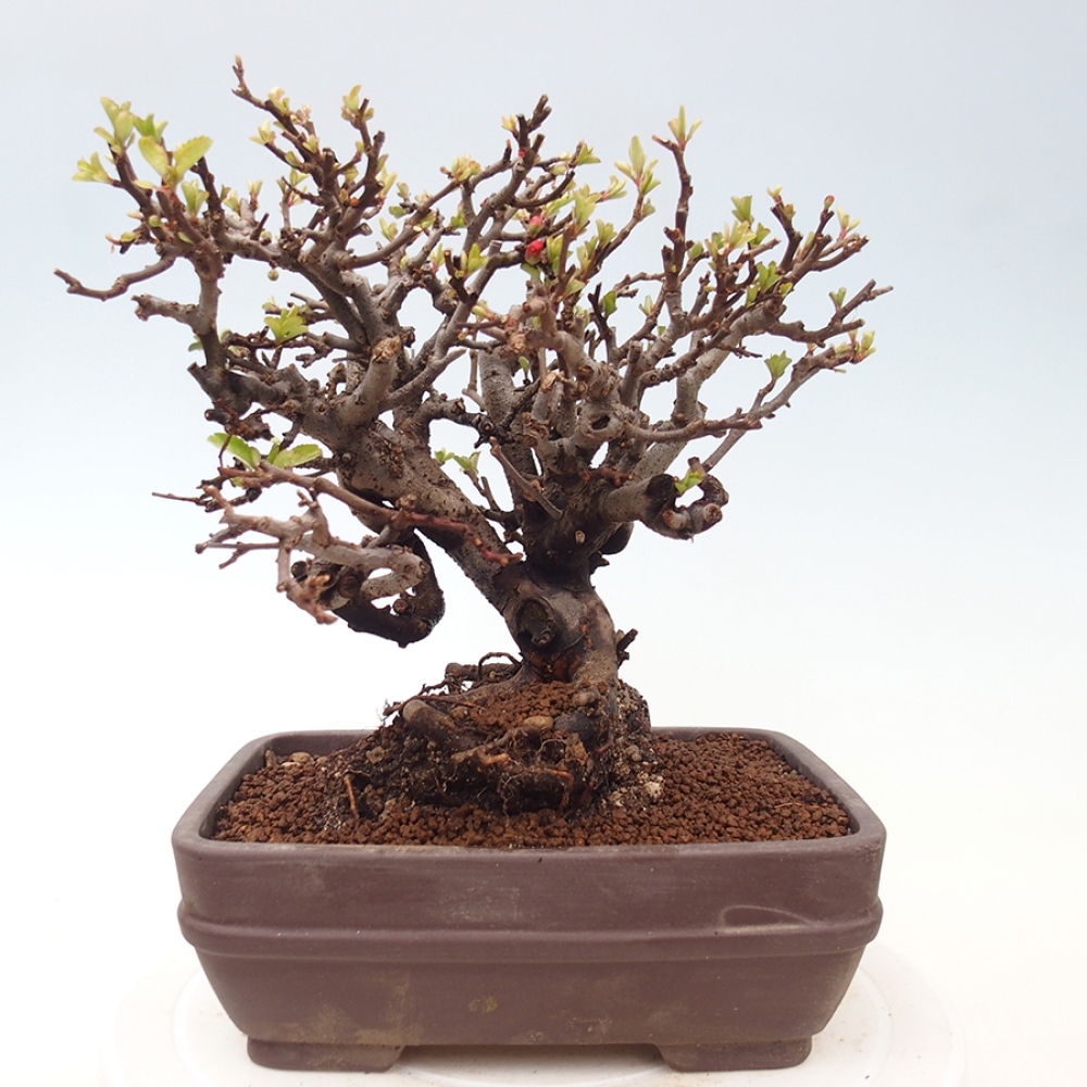 Bonsai zewnętrzne - Chaneomeles speciosa - Pigwa