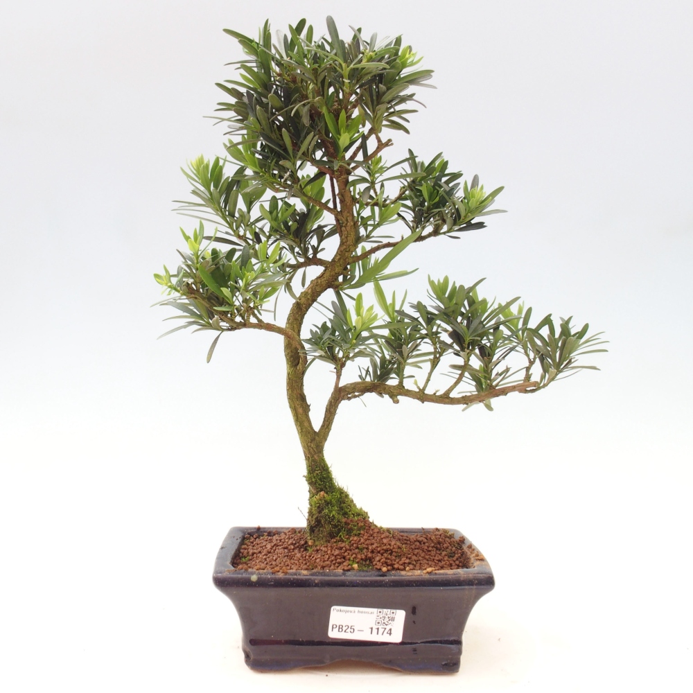 Kryty bonsai - Podocarpus - Kamienny tys
