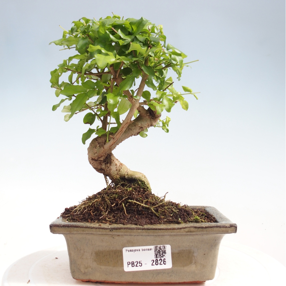 Kryte bonsai - Ligustrum chinensis - widok z lotu ptaka