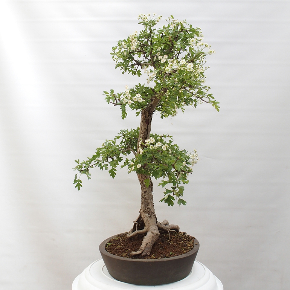 Bonsai zewnętrzne - Głóg - Crataegus monogyna