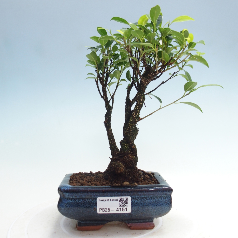 Bonsai wewnętrzne - Ficus retusa - figowiec drobnolistny