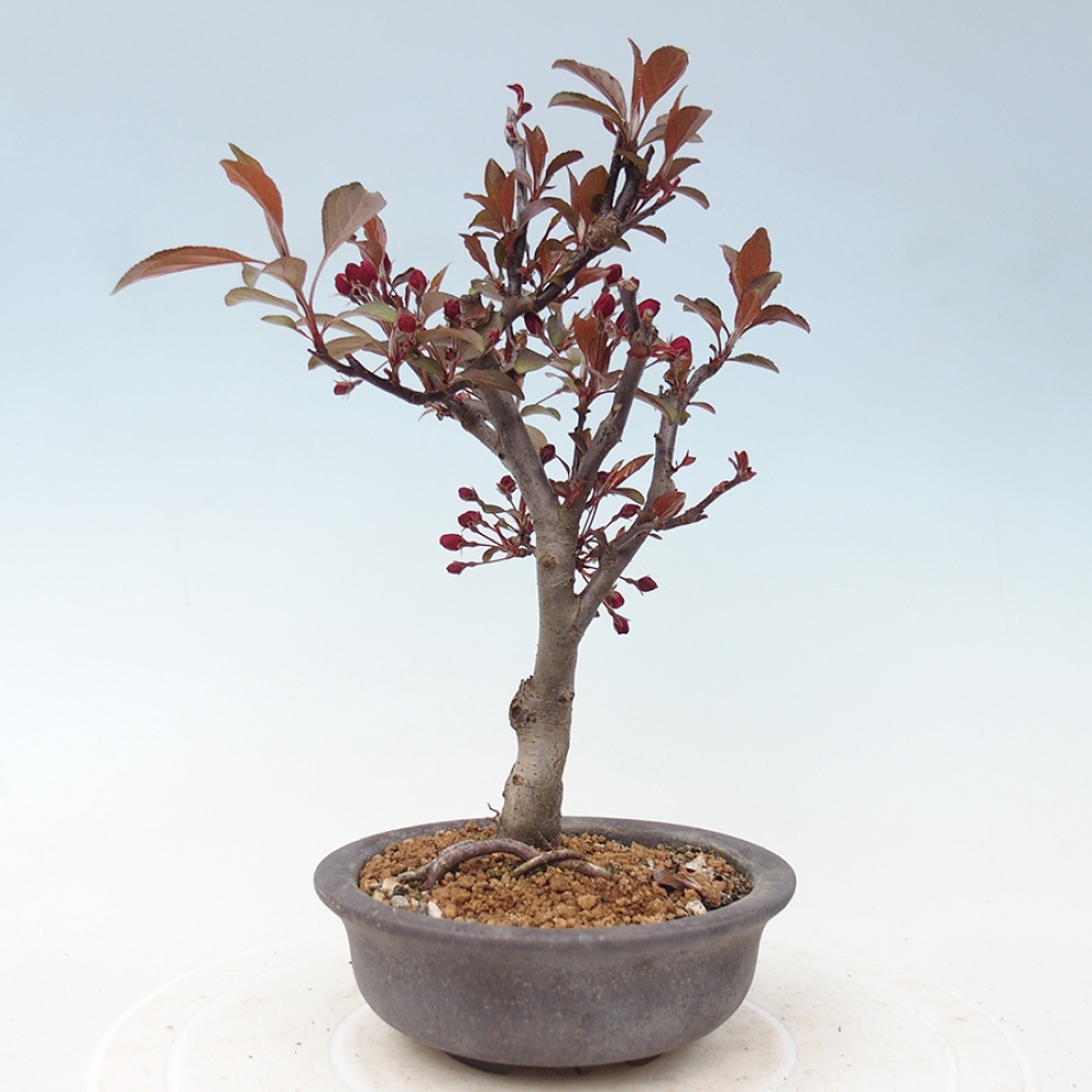 Outdoor bonsai - Malus domestica - Jabłoń czerwonolistna o małych owocach