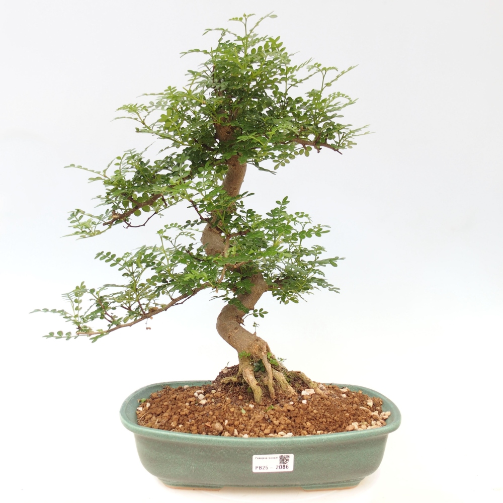 Bonsai do wnętrz - Zantoxylum piperitum - Mięta pieprzowa