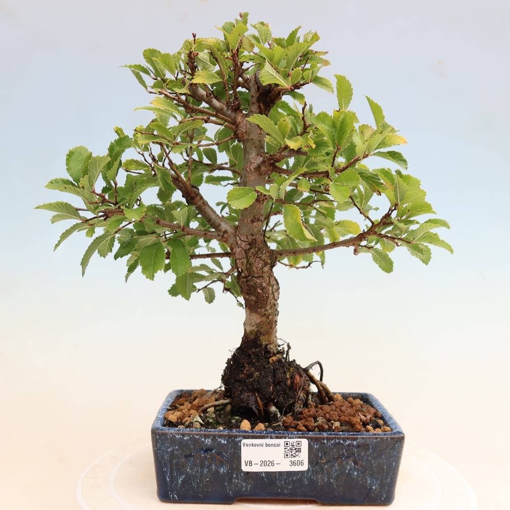 Bonsai zewnętrzne - Zelkova - Zelkova NIRE
