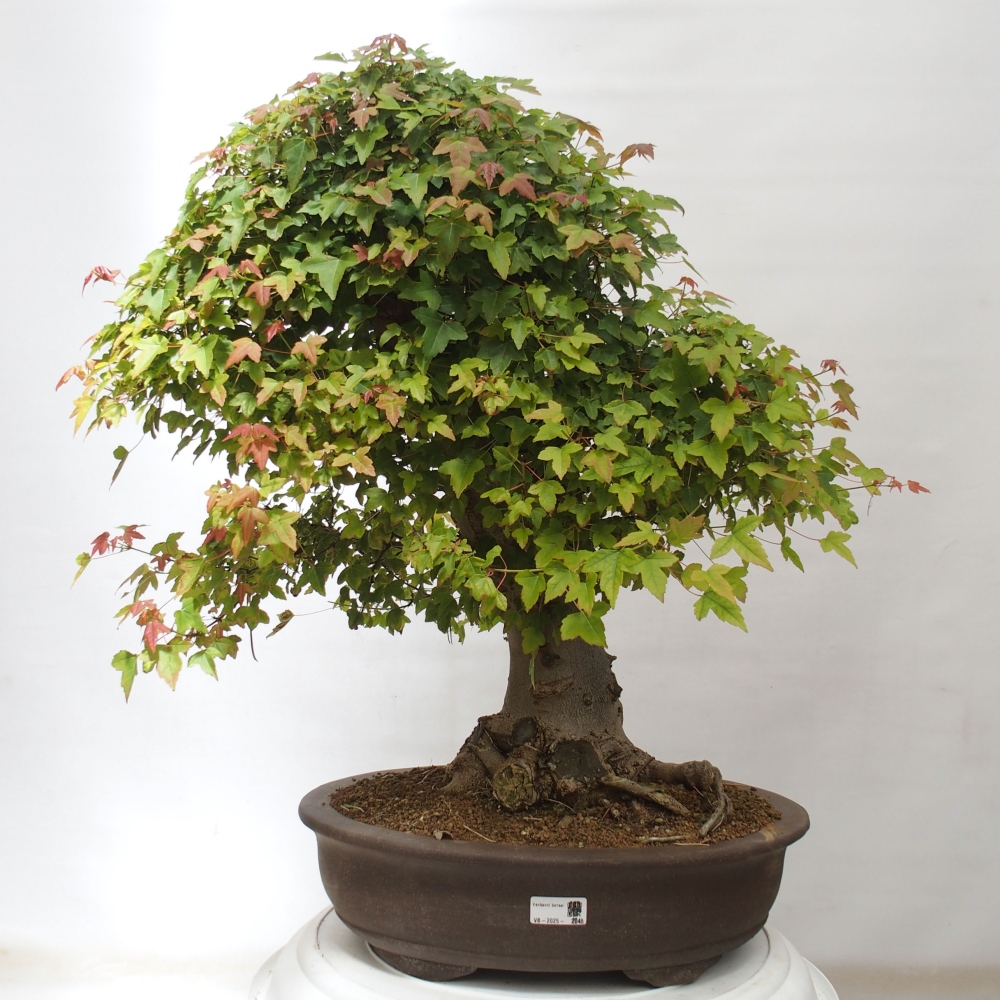 Outdoor bonsai - Maple Buergerianum - Burger Maple