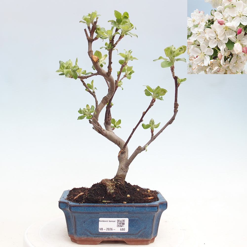 Outdoor bonsai - Malus halliana - Jabłoń drobnoowocowa