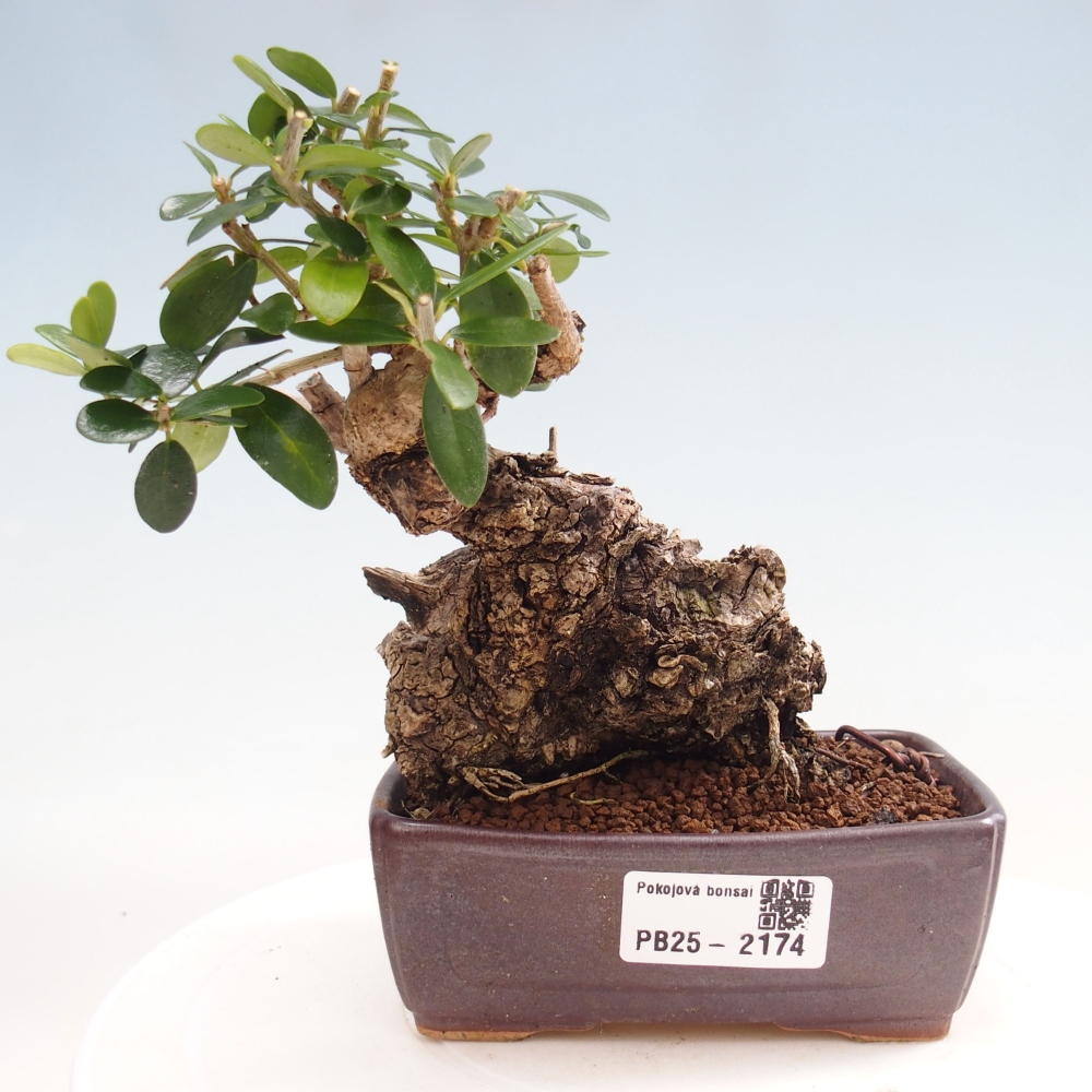 Kryte bonsai - Olea europaea sylvestris - Europejska oliwa z małych liści