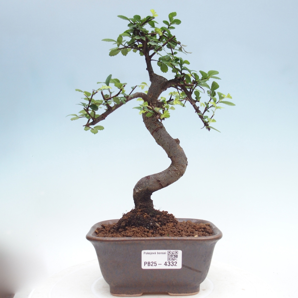 Pokój bonsai - Ulmus parvifolia - Wiąz drobnolistny