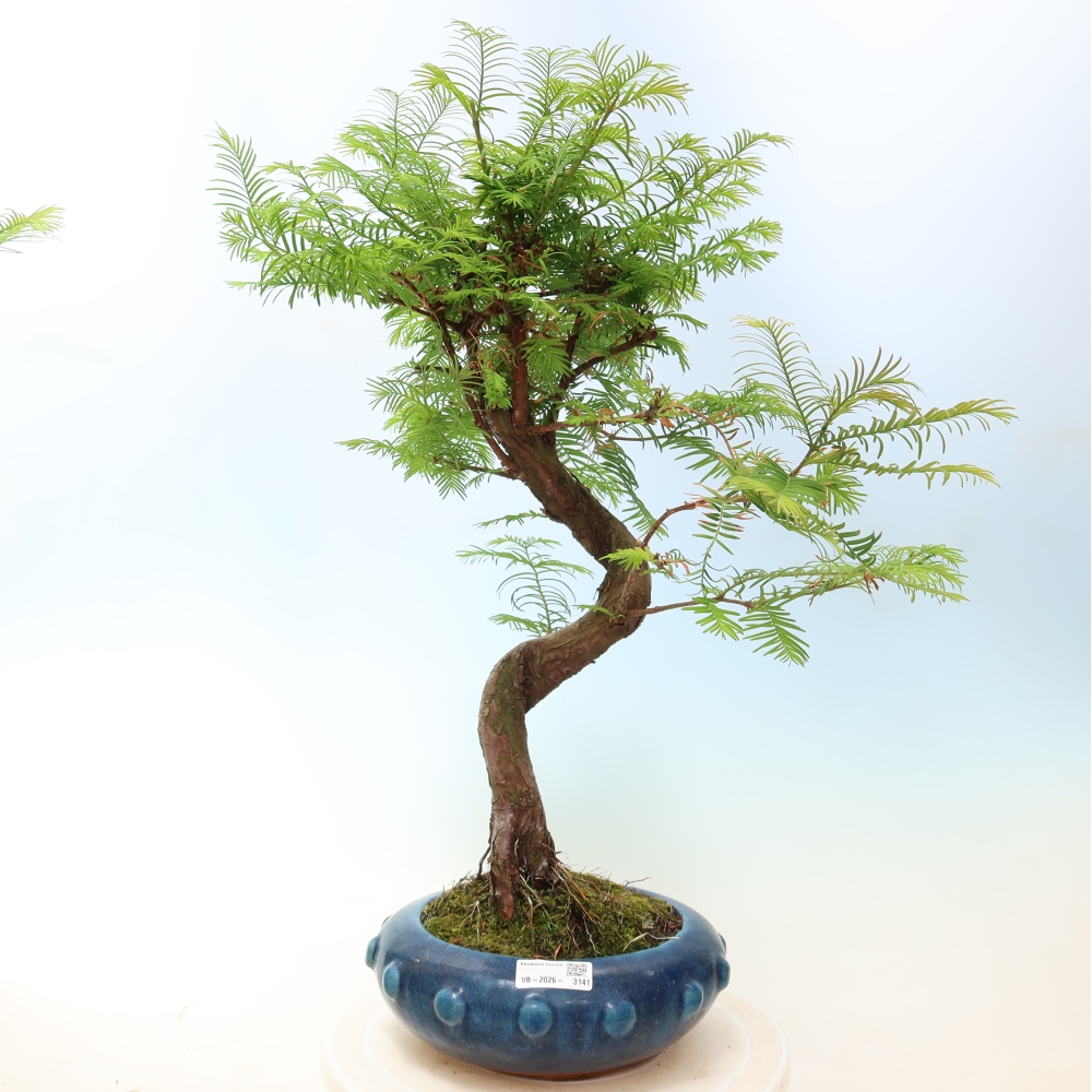 Outdoor bonsai - Metasequoia glyptostroboides - Metasekwoja chińska