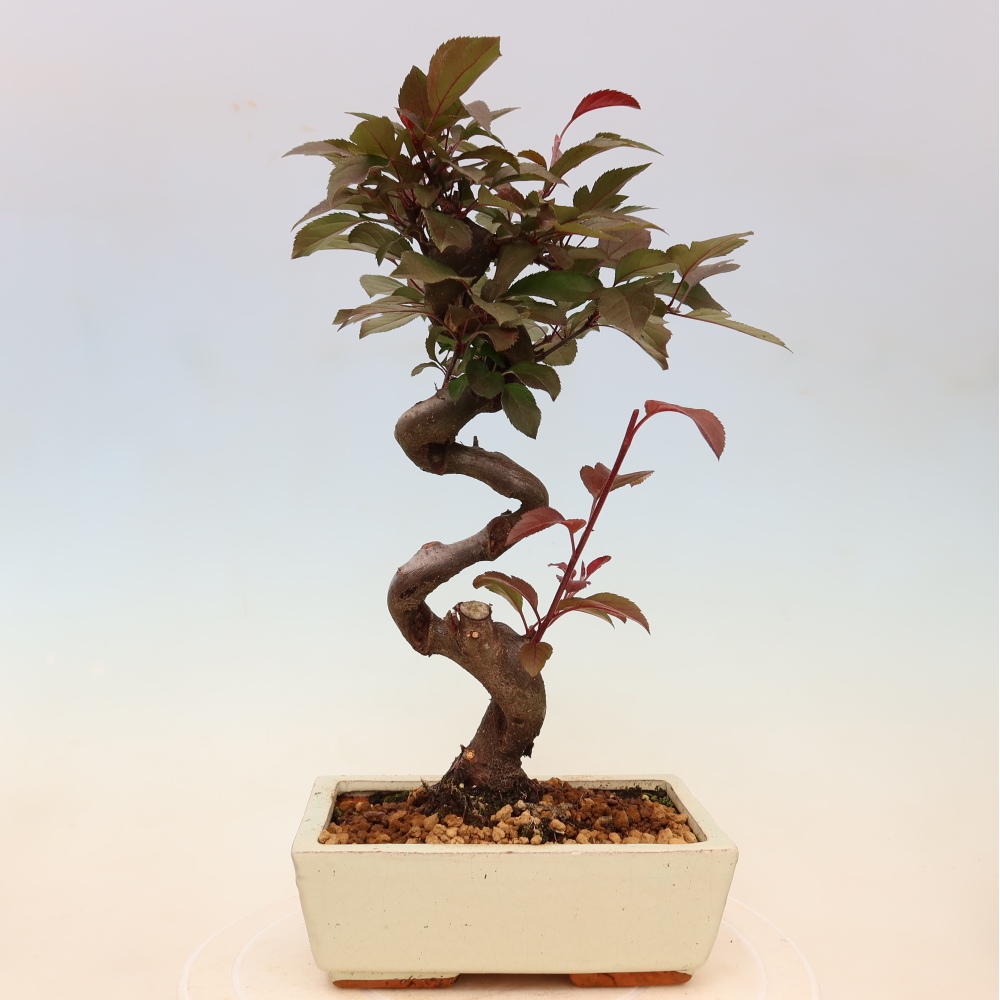 Outdoor bonsai - Malus domestica - Jabłoń czerwonolistna o małych owocach