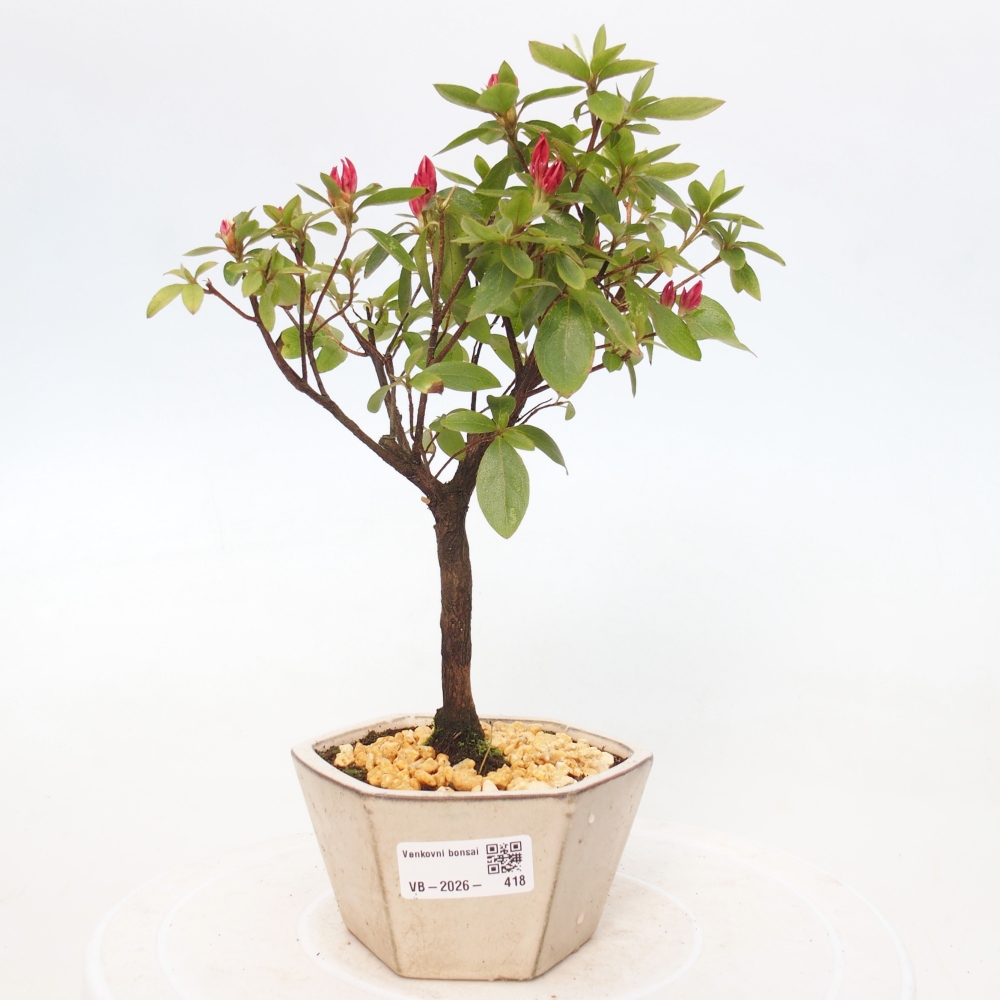Outdoor bonsai - Azalia japońska - Azalea sp.