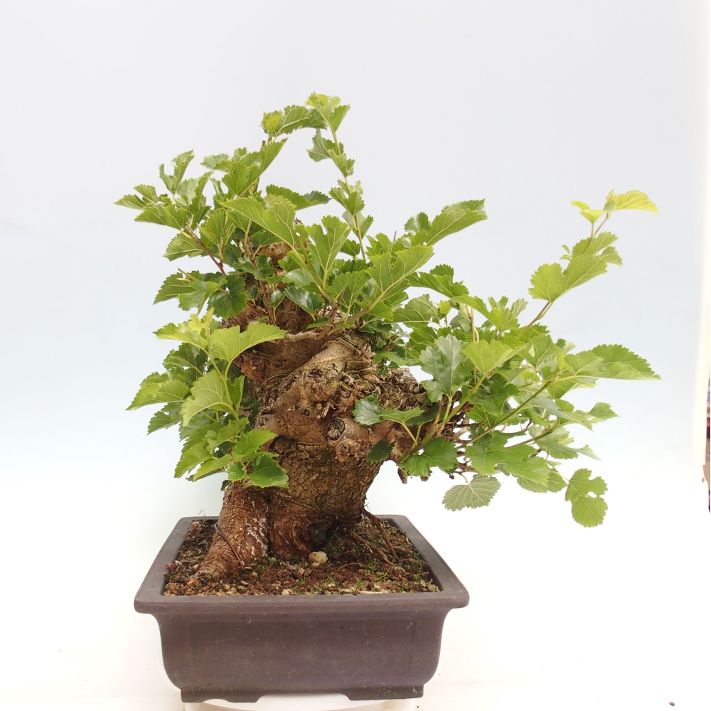 Bonsai outdoor - Morus alba - morwa