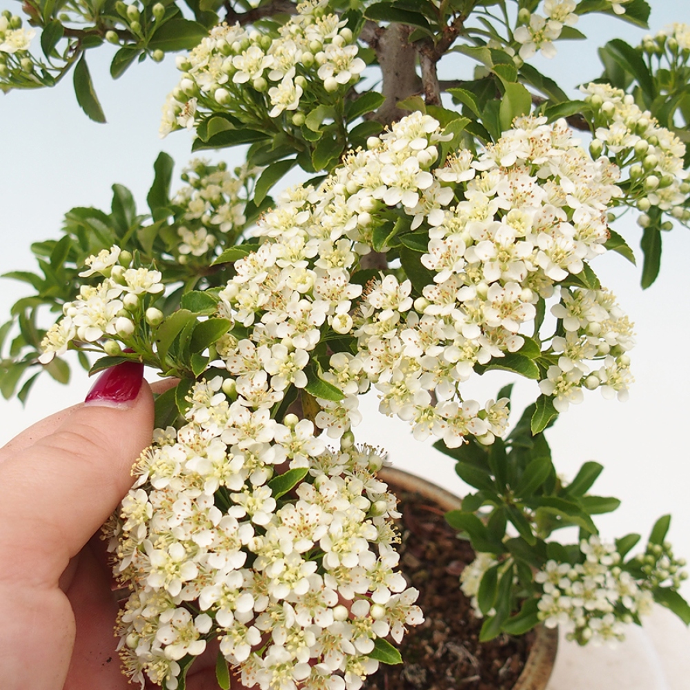 Outdoor Bonsai-Pyracanta Teton-Piekarnia