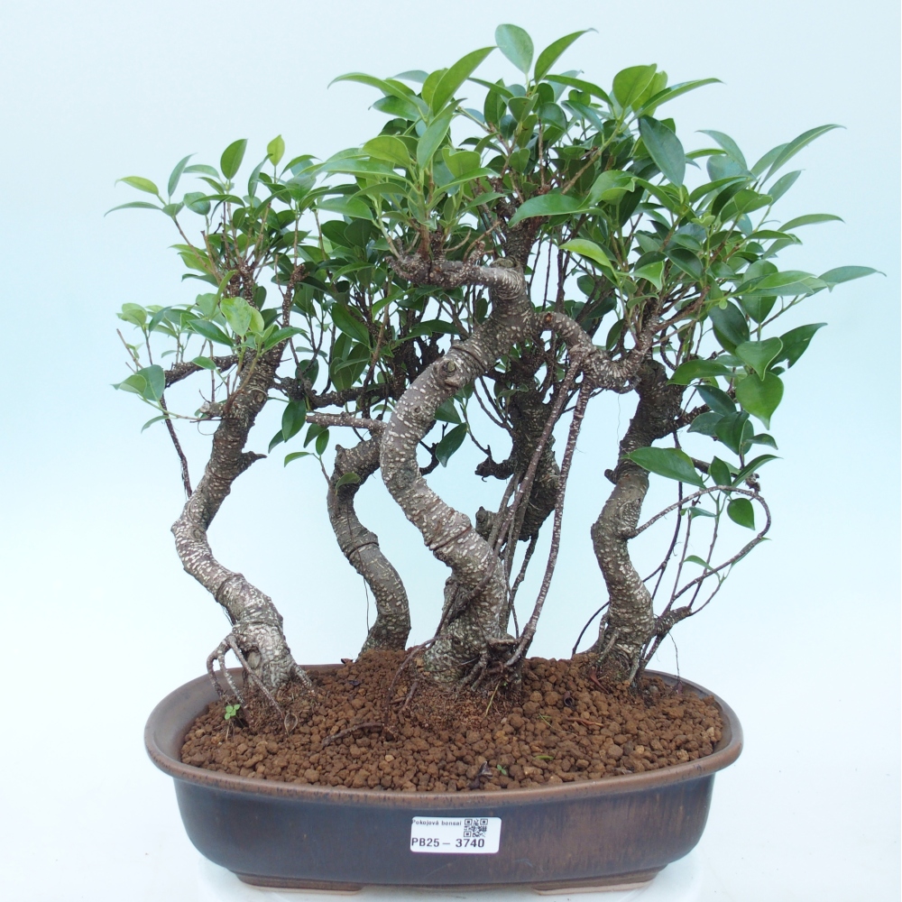 Pokój bonsai - Ficus kimmen - figowiec drobnolistny