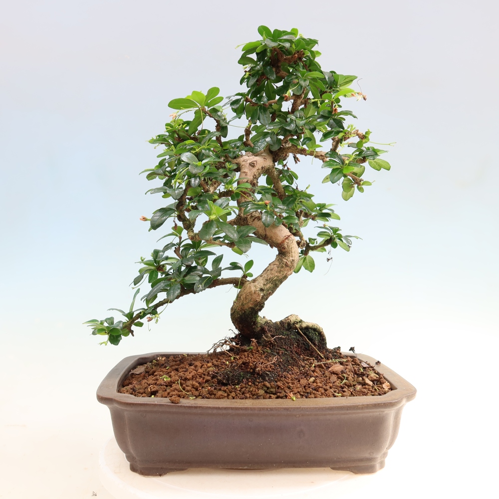 Bonsai pokojowe - Carmona macrophylla - Tea fuki