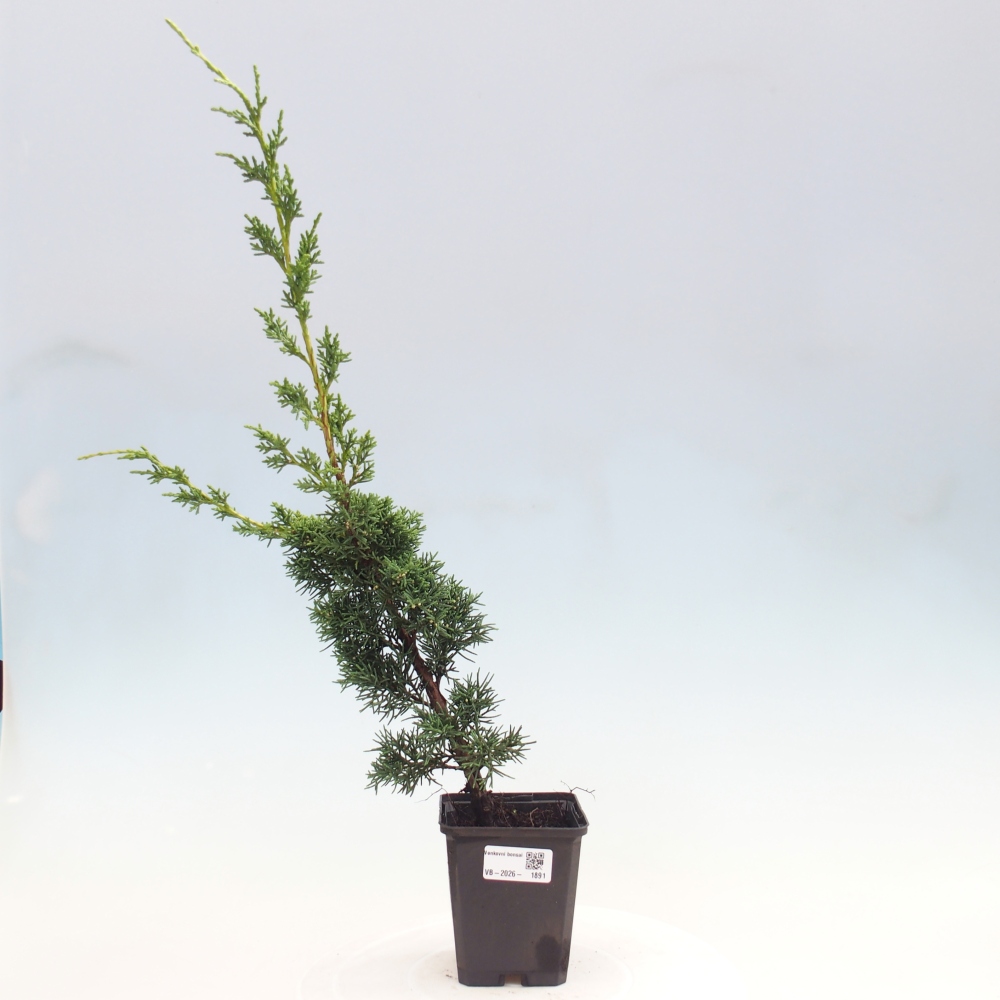 Outdoor bonsai - Juniperus chinensis Kishu