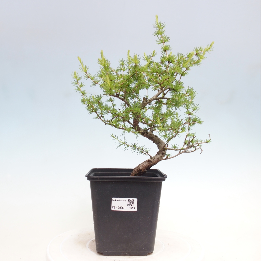 Bonsai zewnętrzne - Larix decidua - Modrzew